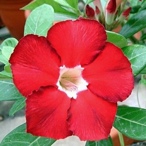 , Adenium Obesum Desert Rose ROYAL RUBY, ,    , -, 