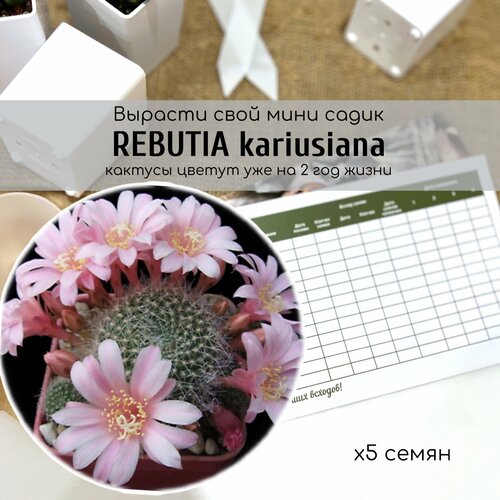   Rebutia kariusiana   -.       , -, 