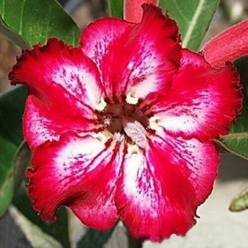 , Adenium Obesum Desert Rose TAMARA, ,    , -, 