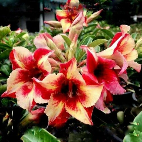 , Adenium Obesum Desert Rose KING FRAGRANT STAR, ,    , -, 