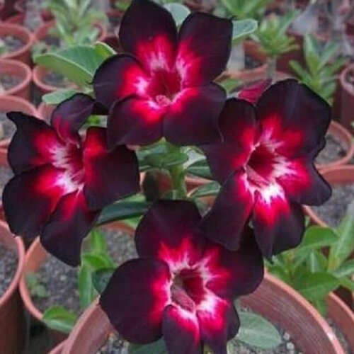 , Adenium Obesum Desert Rose BLACK INDEPENDENT, ,    , -, 