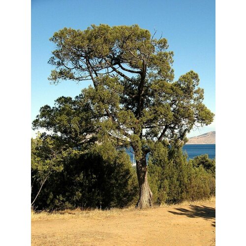   (Juniperus excelsa), 15    , -, 