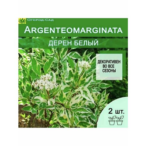   Cornus alba Argenteomarginata 2    , -, 