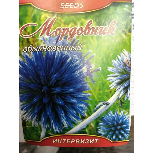   (Echinops ritro)   , -, 