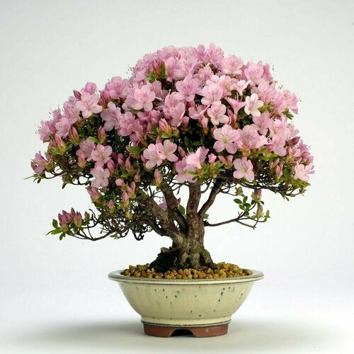 ,   (Rhododendron SCHLIPPENBACHII),    , -, 