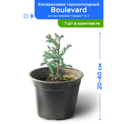   Boulevard () 20-40     2-3 , ,      , -, 