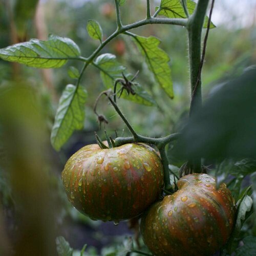    (. Solanum lycopersicum) 10   , -, 