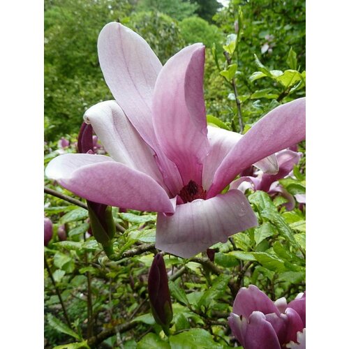    (Magnolia liliiflora), 5    , -, 