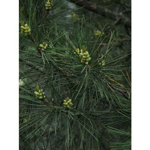    15. (Pinus gerardiana)   , -, 