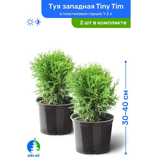   Tiny Tim ( ) 30-40     1-2 , ,   ,   2    , -, 