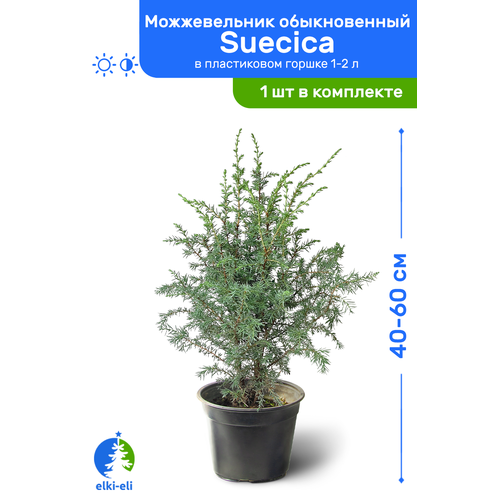   Suecica () 40-60     1-2 , ,      , -, 