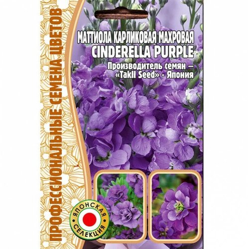     Cinderella purple (5 )   , -, 