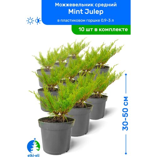   Mint Julep ( ) 30-50     0,9-3 , ,   ,   10    , -, 