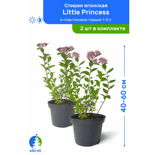   Little Princess ( ) 40-60     1-3 , ,   ,   2    , -, 