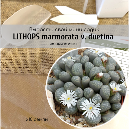   Lithops marmorata v. duetina    .  -        , -, 