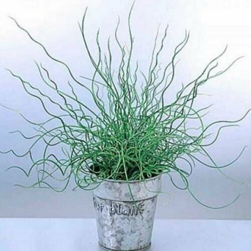   (Juncus effusus spiralis),    , -, 