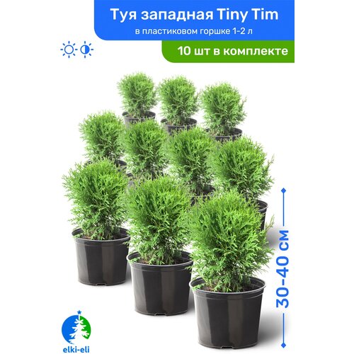   Tiny Tim ( ) 30-40     1-2 , ,   ,   10    , -, 