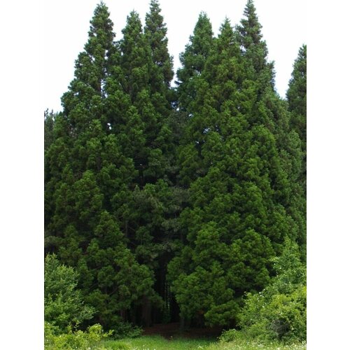    ( ) / Sequoiadendron giganteum, 15    , -, 