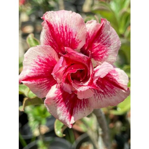      (Adenium obesum), 5    , -, 