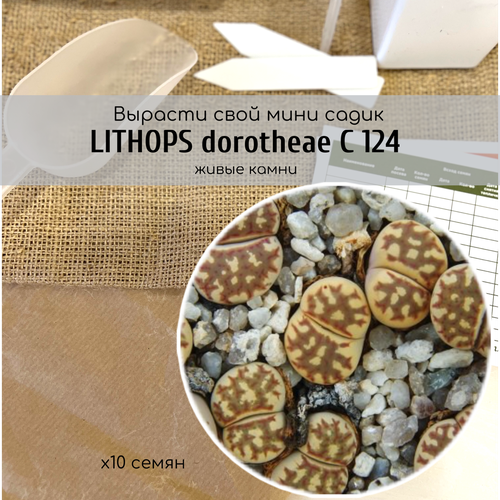  Lithops dorotheae C124  /       , -, 