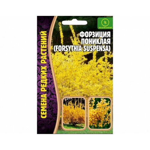   (forsythia suspensa) (20 )   , -, 
