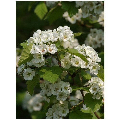    (Crataegus coccinea), 10    , -, 