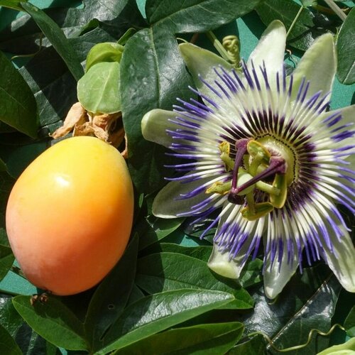    () / Passiflora caerulea, 5    , -, 