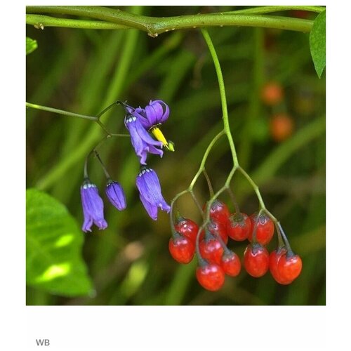   - (Solanum dulcamara) 5 .   , -, 