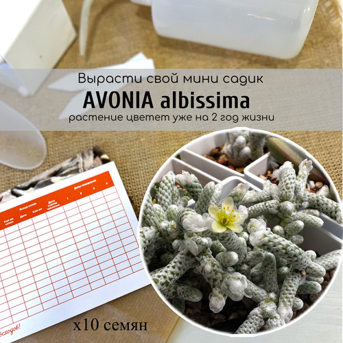  Avonia albissima   /   .   Anacampseros albissima   , -, 