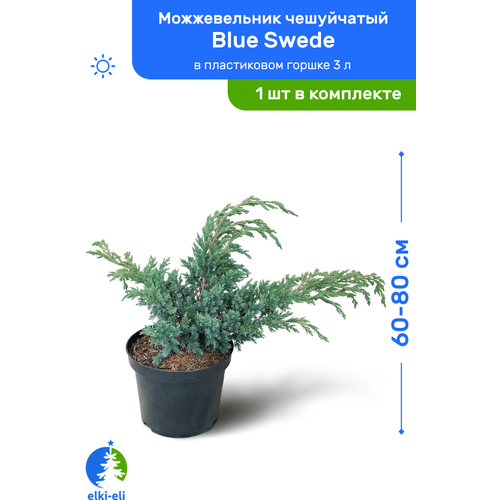   Blue Swede ( ) 60-80     3 , ,      , -, 