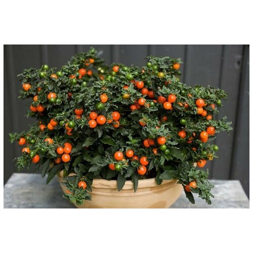   (. Solanum villosum)  25   , -, 
