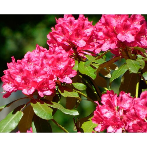   (. Rhododendron ponticum)  25   , -, 
