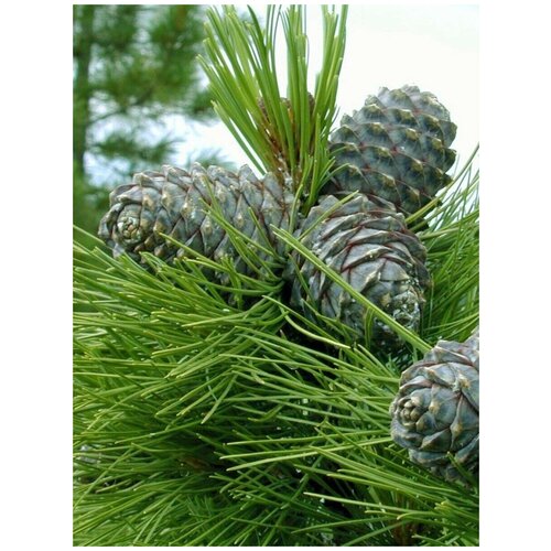    (Pinus sibirica), 350    , -, 