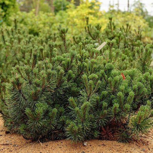     (Pinus mugo Pumilio), 20    , -, 