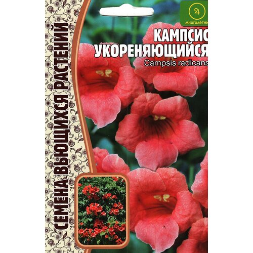   CAMPSIS RADICANS ,  ( 1  : 20  )   , -, 