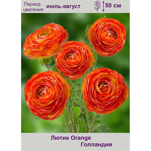  (Orange) 15     , -, 