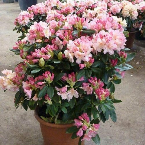 ,   (Rhododendron MAXIMUM),    , -, 