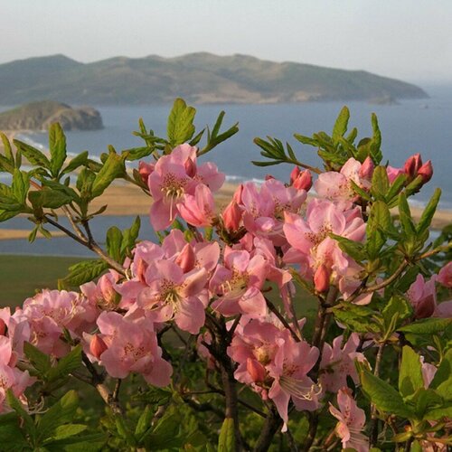     (rhododendron schlippenbachii), 25    , -, 