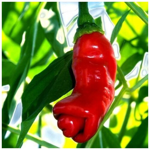     Peter pepper red,    5 .   , -, 
