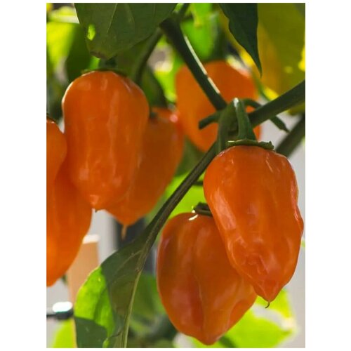    Habanero orange ( ), 5    , -, 