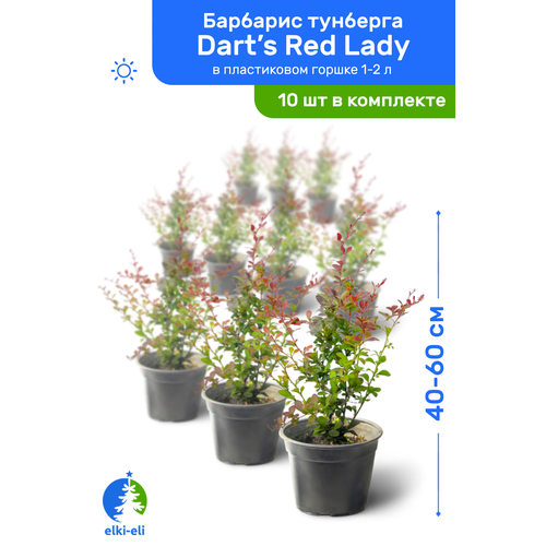   Dart's Red Lady (  ) 40-60     1-2 , ,   ,   10    , -, 