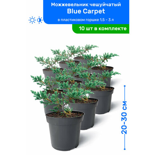   Blue Carpet ( ) 20-30     0,9-3 , ,   ,   10    , -, 
