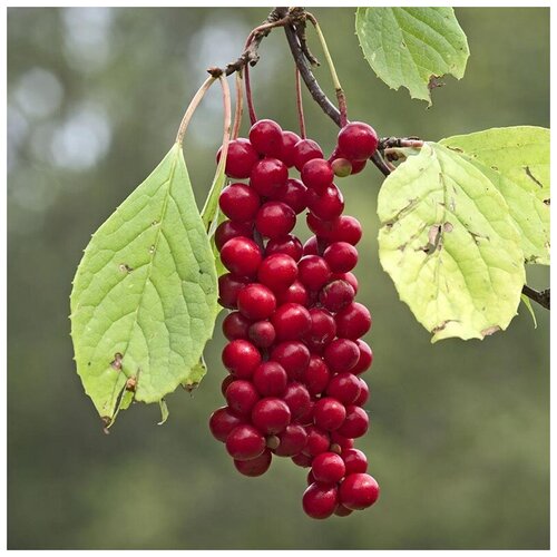   (. Schisandra)  20   , -, 