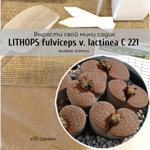   Lithops fulviceps var. lactinea  /   -   /       , -, 