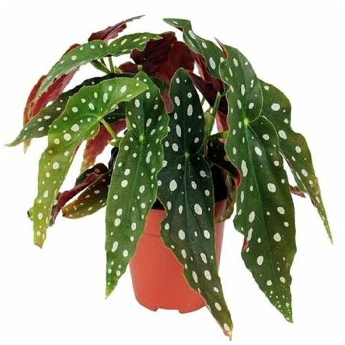  , Begonia MACULATA,    , -, 