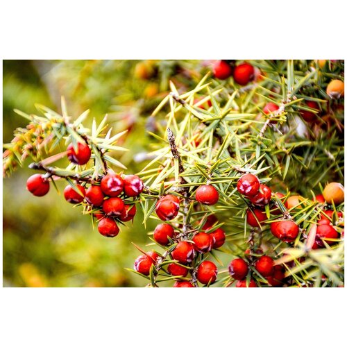   -   -   (. Juniperus oxycedrus)  25   , -, 