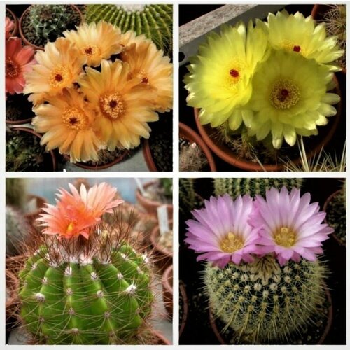     Notocactus mix 10 .   , -, 