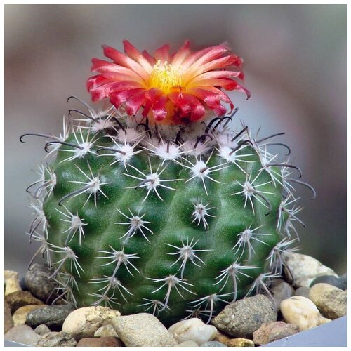     Parodia subterranea FR-731 10 .   , -, 