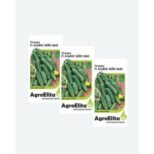     2640 F1, 10, AgroElita, Bejo(3 )   , -, 