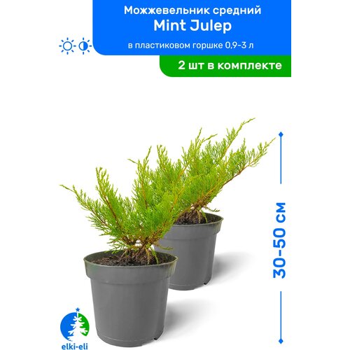   Mint Julep ( ) 30-50     0,9-3 , ,   ,   2    , -, 